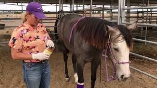 Veterinarian Kathy Grimes introducing horse Grease [upl. by Gipsy]