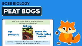 Peat Bogs  GCSE Biology [upl. by Tedi]