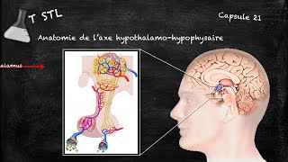 Capsule n°21  laxe hypothalamohypophysaire [upl. by Bridgette537]