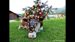 Almabtrieb  Cattle Drive Reith im Alpbachtal Austria Tyrol [upl. by Ruben]