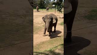 코끼리 머리에 하트 보이시나요   Dubbo Zoo Elephant dubbo australianzoo animals dubbozoo [upl. by Laurena870]