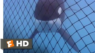 Free Willy 1993  Almost Free Scene 910  Movieclips [upl. by Kissel]