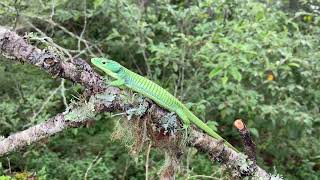 Green Arboreal Alligator Lizard Abronia graminea climbing [upl. by Nnyrb]