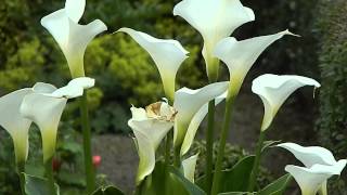 Zantedeschia aethiopica [upl. by Jaimie]