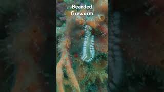 A Bearded fireworm Scuba diving in Azores [upl. by Celine]