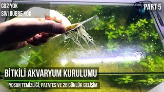 Bitkili Akvaryum Kurulumu  Yosun Temizliği Patates ve 28 Günlük Gelişim  Part 5 [upl. by Yrreiht]