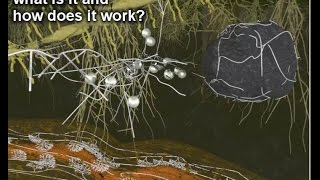 Mycorrhiza II – what is it and how does it work [upl. by Ymorej382]