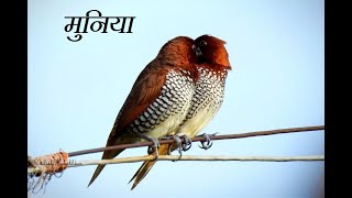 मुनिया  Scalybreasted munia bird of India [upl. by Nitsuj691]