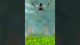 Lesser florican birdbirdsbirdlover courtshipdisplaymamatv [upl. by Yt]