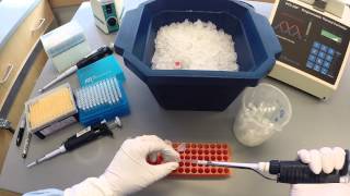 PCR Protocol  Part 1 [upl. by Helfant]