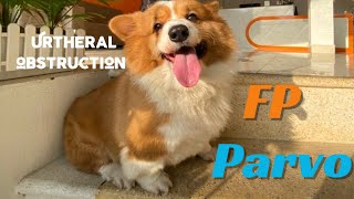 Parvo Virus  Feline Panleukopenia urethral obstruction lecture [upl. by Allissa]