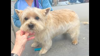 Hand Stripping A Norwich Terrier [upl. by Acimehs197]