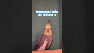 Oh yes the ✨SPA✨ fyp shorts viralvideo trending explore birds memez comedy acting [upl. by Grimbly]