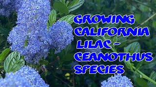 Growing California Lilac  Ceanothus [upl. by Sylvester687]