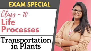 Life Processes  Transportation in Plants  Class 10 [upl. by Enerual196]