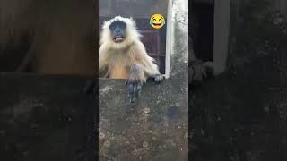 bandar funny video monkey funny shorts bandar funny shortvideos shorts [upl. by Oile]