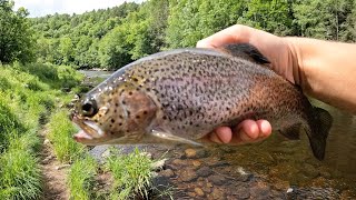 River Trout Catch amp Cook [upl. by Aigil]