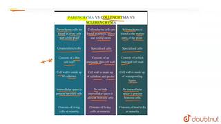 Differentiate between parenchyma collenchyma and sclerenchyma on the basis of their cell wall [upl. by Naesal7]