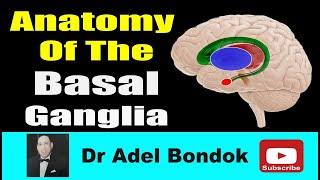 Anatomy of the Basal Ganglia Dr Adel Bondok [upl. by Buke]