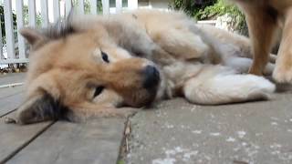 Carve Canem Eurasier Morning play [upl. by Chrystal]