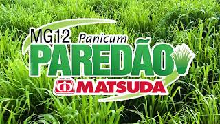 Panicum maximum MG12 Paredão [upl. by Retrac]