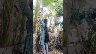 Banana leaf Toranam 🍃 diyshortshousewarmingdecor youtubeshortsviralvideolakshmikilarivlogs [upl. by Shishko7]