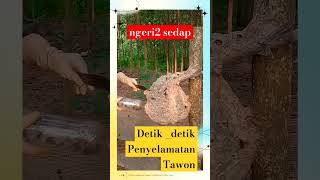 PENYELAMATAN TAWON fypシ゚viral tawonvespa tawon tawonliar viralvideo shortvideo [upl. by Ardnosak]