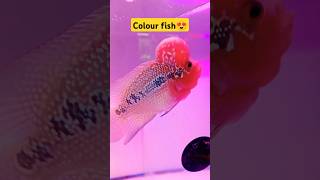 Colour fish😍shortsfishtiktokcolourfishaquariumfishflowerhornfishtank [upl. by Khalil]