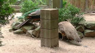 Mannheim hat was MA36 Wild und Vogelpark Käfertaler Wald [upl. by Candice]