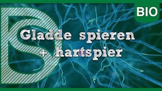 Examen biologie  Gladde spieren  hartspier Zenuwstelsel en spieren [upl. by Nikolaos]