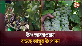 উষ্ণ আবহাওয়ায় বাড়ছে আঙ্গুর উৎপাদন  Krishi 24  Channel 24 [upl. by Pen]