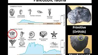 Lecture 2 Ordovician and Silurian [upl. by Ludeman]