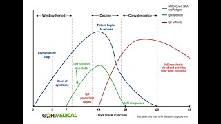 Antibody tests explained  IgG IgM [upl. by Worden]