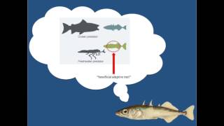 The evolution of spines in Stickleback Fish Fifth Grade [upl. by Menendez]