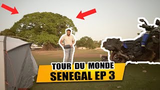 Le plus GRAND ARBRE DAFRIQUE de lOUEST  1000 ANS  Sénégal EP 3 [upl. by Aicerg]