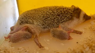 Tiny Hedgehog Babies Drinking Milk BurLike Cuteness 刺猬宝宝 [upl. by Aeduj]