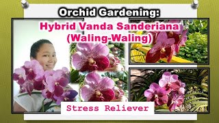 Orchid Gardening Hybrid Vanda Sanderiana Walingwaling Part 1  Vlog 19 [upl. by Marmawke]