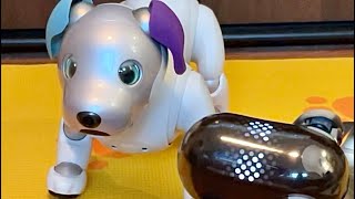 The Meanest Aibo Growl Ever [upl. by Airetahs]