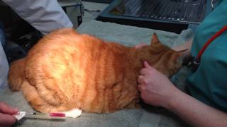 Quadriceps Intramuscular Injection in a Cat to AVOID PARALYSIS [upl. by Nnednarb]