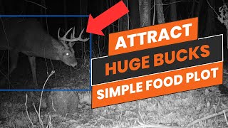 How to attract BIG bucks to YOUR PROPERTY [upl. by Ainotahs]