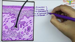 Histology of Thin skin\Hairy Skin [upl. by Latimore365]