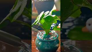 Grow Pennywort Plant Plant in water Without Soil  Pilea Propagation From Stem [upl. by Agnizn]