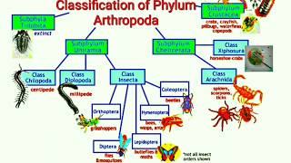 Classification of Phylum Arthropoda [upl. by Erdnaet]