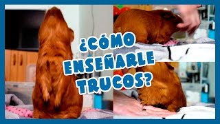 💡 ¿CÓMO ENSEÑARLE TRUCOS A MI COBAYA 🐹 Ponerse a dos patas  Dar vueltas  Dar la patita [upl. by Knowle]