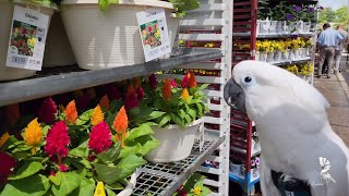 How To Stop A Cockatoo From Screaming or not [upl. by Brunella370]