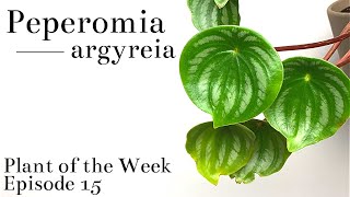 How To Care For Watermelon Peperomia Peperomia argyreia  Plant Of The Week Ep 15 [upl. by Siulesoj]