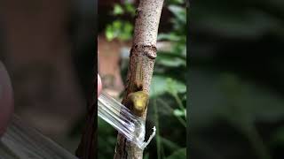 Rambutan Tree Grafting EP104 fruitgrafting grafting [upl. by Euv]