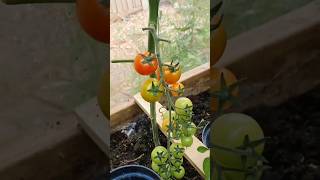 New technique for growing tomato plants tomatografting tomato farming viral shorts [upl. by Rheba]