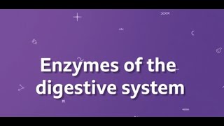 Enzymes of the digestive system KS3 Biology BBC Bitesize [upl. by Weed]