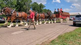 Budweiser Clydesdales at the Muskingum County Fairgrounds in Zanesville Ohio on July 18 2024 [upl. by Leunamme]